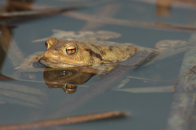 Teiche und Tümpel große und kleine Wasserparadiese Naturschutzbund